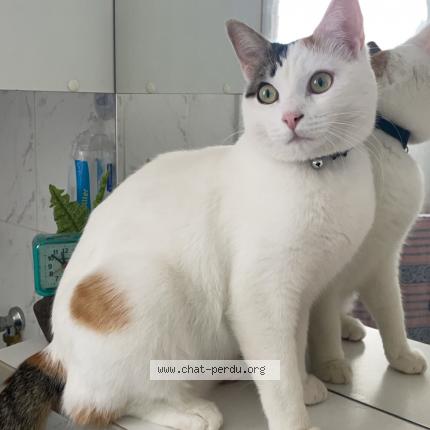 Photo 1/1 Syrah Chat lost in Narbonne