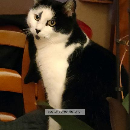 Photo 1/1 PINO Chat lost in St hilaire en lignieres