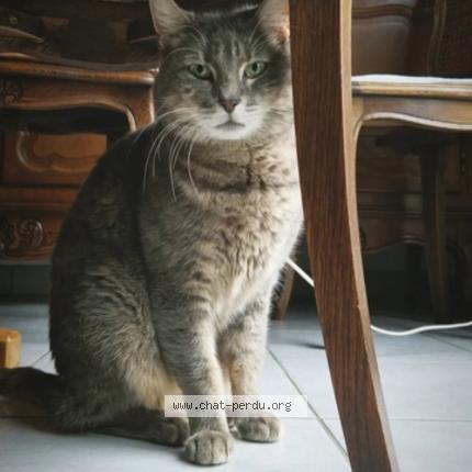 Photo 1/1 Willow Chat lost in La wantzenau