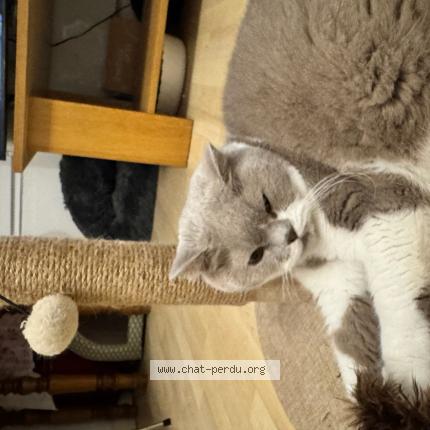 Photo 1/1 Riki Chat lost in Melun