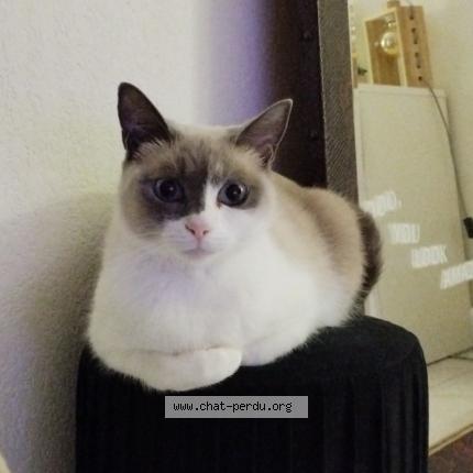 Photo 1/1 Bibi Chat lost in Toulon