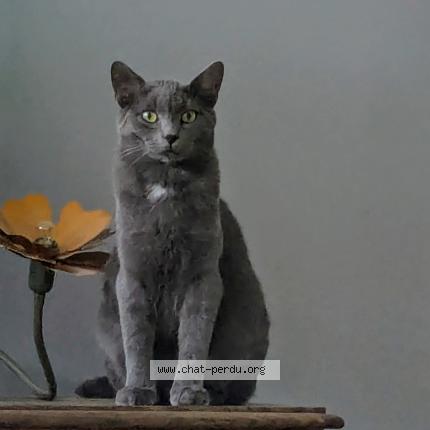 Photo 1/1 WONKA Chat lost in Lamorlaye