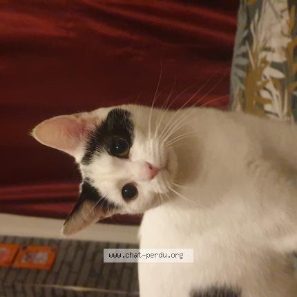 Photo 1/1 Titoune Chat lost in Pacy sur eure