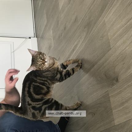 Photo 1/1 Velcro ou Willow Chat lost in Voulangis