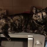 Picture of cat lost at Les Clayes Sous Bois