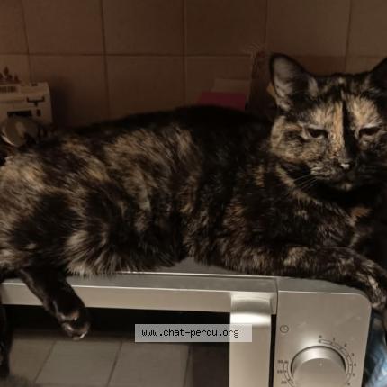 Photo 1/1 Cachou Chat lost in Les clayes sous bois