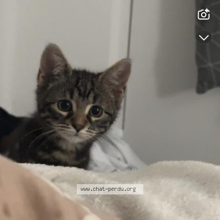 Photo 1/1 mimi Chat lost in Creteil
