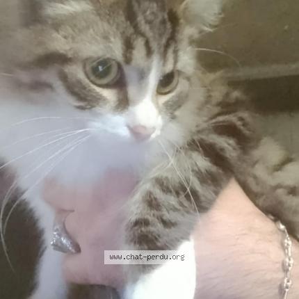 Photo 1/1 Tchotcho Chat lost in Argentonnay