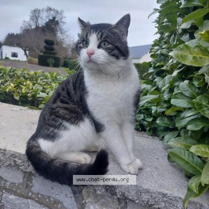 Photo 1/5 Irish Chat lost in Frasnes lez couvin