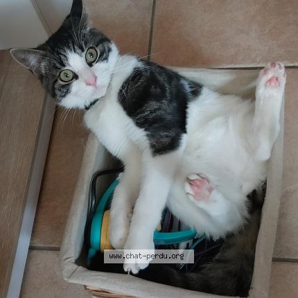 Photo 2/5 Irish Chat lost in Frasnes lez couvin