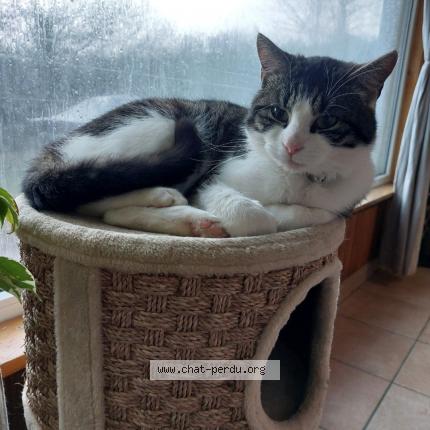 Photo 3/5 Irish Chat lost in Frasnes lez couvin