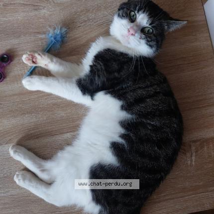 Photo 4/5 Irish Chat lost in Frasnes lez couvin