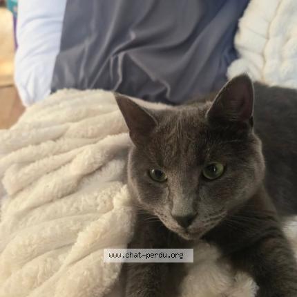 Photo 1/1 Albert Chat lost in Mont blanc