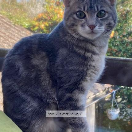 Photo 1/1 Marnie Chat lost in Paris