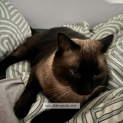 Photo 1/1 LOKI Chat lost in Eysines