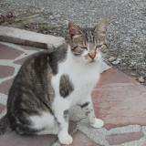 Picture of cat lost at Barzun