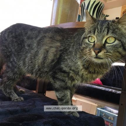 Photo 1/1 Found cat Found in Brigne