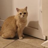 Picture of cat lost at Beziers