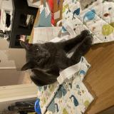 Picture of cat lost at Saone