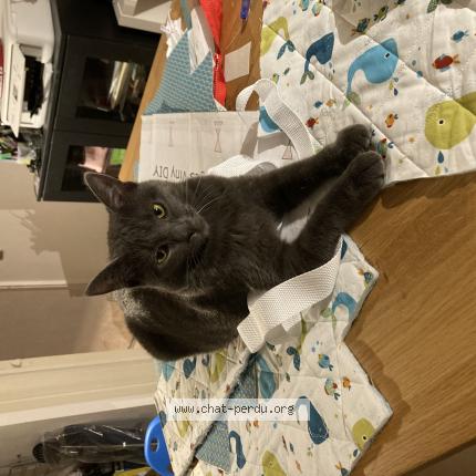 Photo 1/1 Elphie Chat lost in Saone