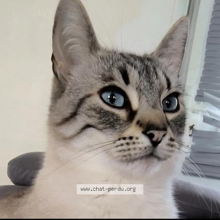 Photo 1/1 Bart Chat lost in Nesle