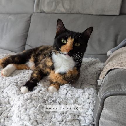 Photo 1/1 Phoebe Chat lost in Pornichet