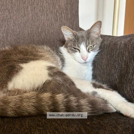 Photo 1/1 Biboune Chat lost in Jacou