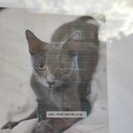 Photo 1/1 Ella Chat lost in Reims