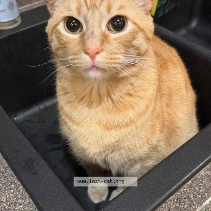 Photo 1/1 Reunited cat Lost in Plainfield