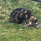 Picture of cat found at Lambres Lez Douai