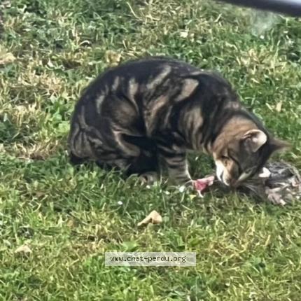 Photo 1/1 Found cat Found in Lambres lez douai