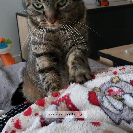 Photo 1/1 Titi Chat lost in Vigneux de bretagne