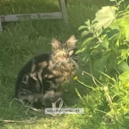 Photo 1/1 Found cat Found in Brest