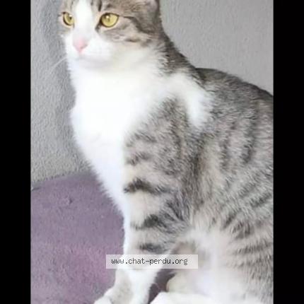 Foto di gatto smarrito a Flers