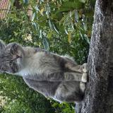 Picture of cat found at Lyon