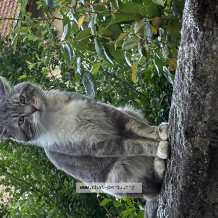 Photo 1/1 Found cat Found in Lyon