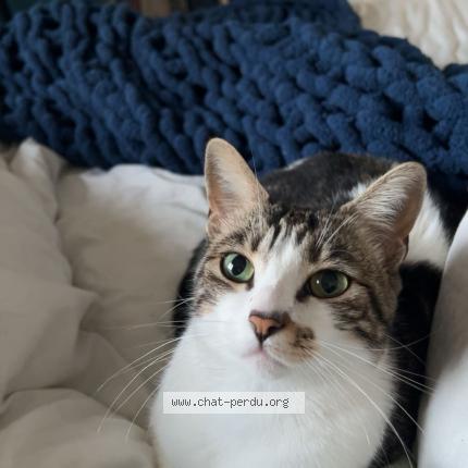 Photo 1/1 Titi Chat lost in Saint juery