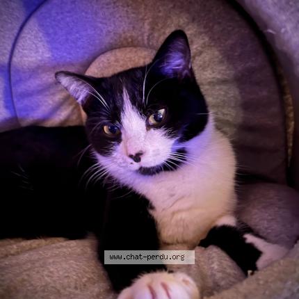 Photo 1/1 Chaussette Chat lost in Mathay