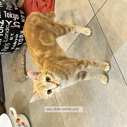 Photo 1/1 Ushaiwa Chat lost in Medis