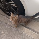 Picture of cat found at Saint Martin Le Vinoux