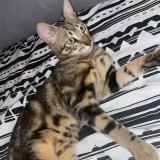 Picture of cat found at Nimes