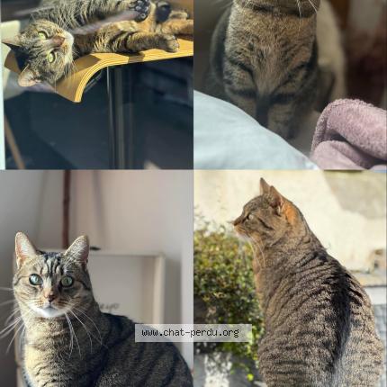 Photo 1/1 LUNA Chat lost in Rebecques