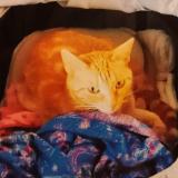 Picture of cat lost at Le Perreux Sur Marne