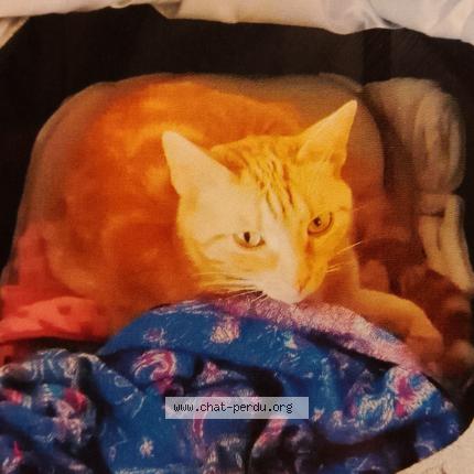 Photo 1/1 Minette Chat lost in Le perreux sur marne