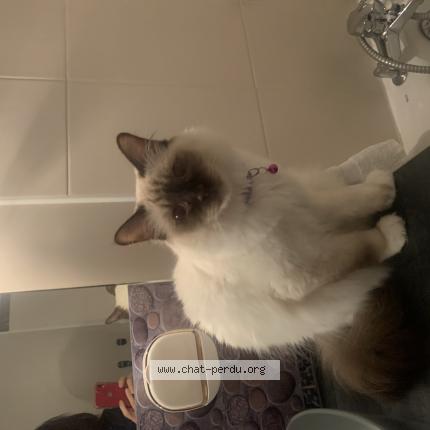 Photo 1/1 Bounty Chat lost in Magny le hongre