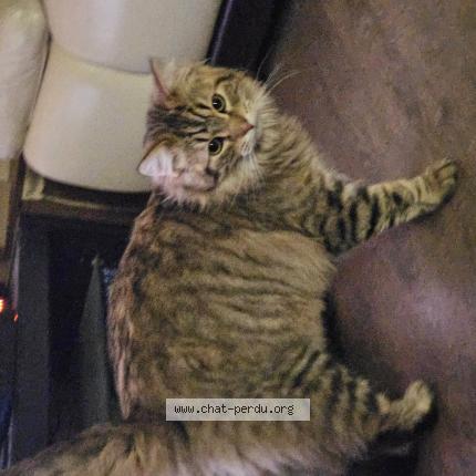 Photo 1/1 Uggy Chat lost in Cagnoncles