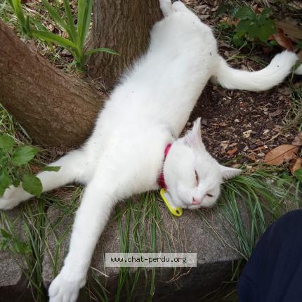 Photo 1/1 Plume Chat lost in Toulouse