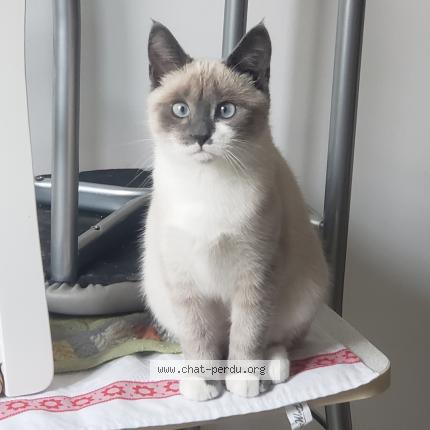 Photo 1/1 Yomea Chat lost in Le havre