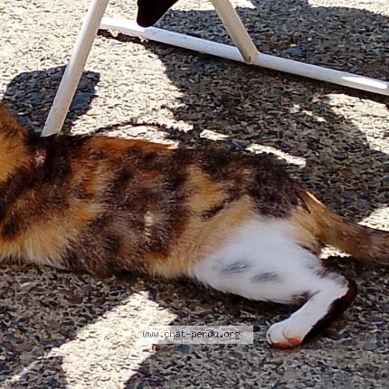 Photo 1/1 Venus Chat lost in Orthez