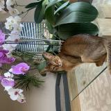 Picture of cat lost at Presinge